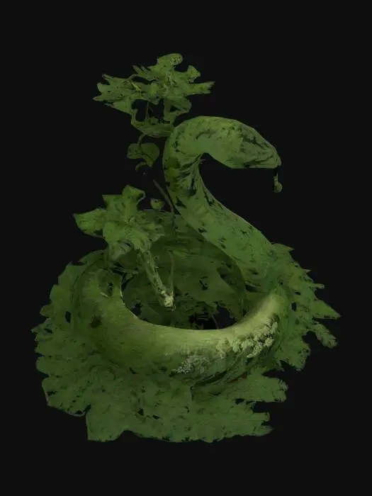 3D model for Hera venenosa