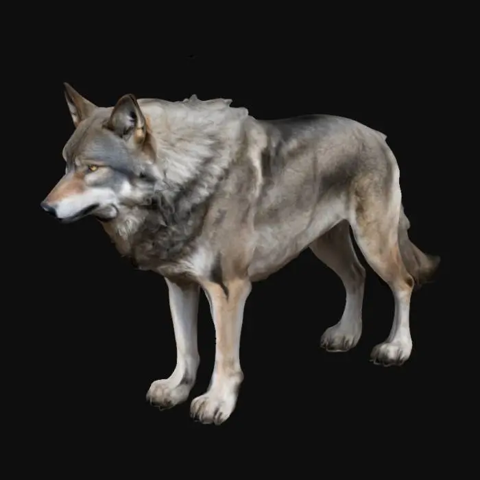 3D model for Ein Wolf 