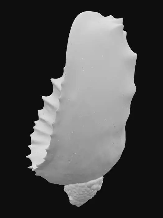 3D model for Mystical Conch