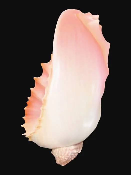 3D model for Mystical Conch