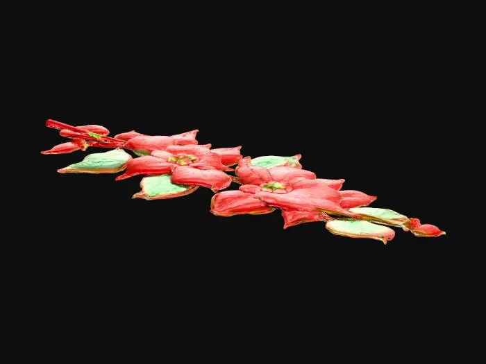 3D model for Poinsettia Elegance
