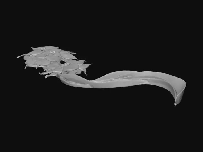 3D model for Poinsettia Elegance