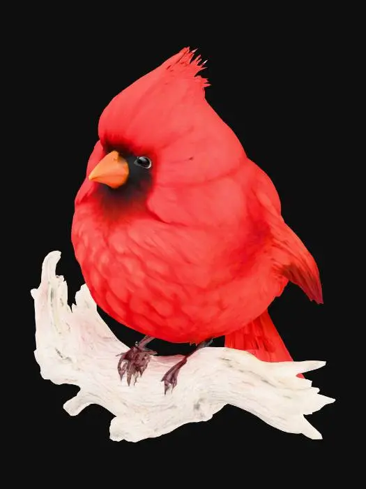 3D model for Crimson Puff Perch