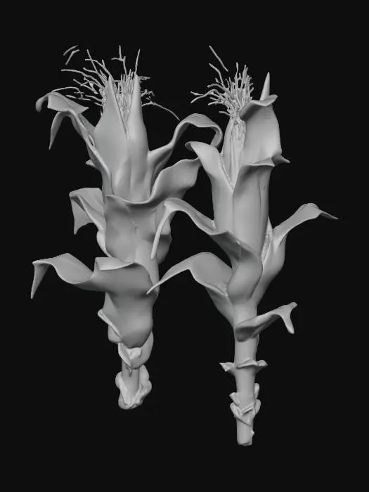 3D model for Corn Duo