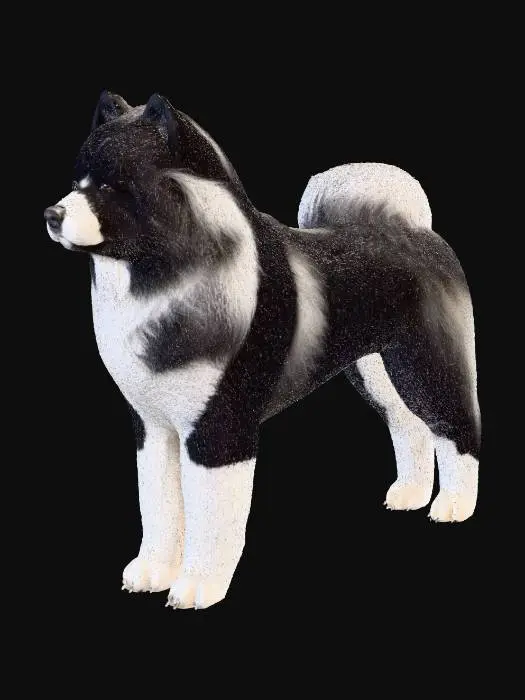 3D model for on a crisp white background, standing and staring straight at the viewer is a majestic very fluffy black and white thin female Akita in the distant background is Mt. Fuji