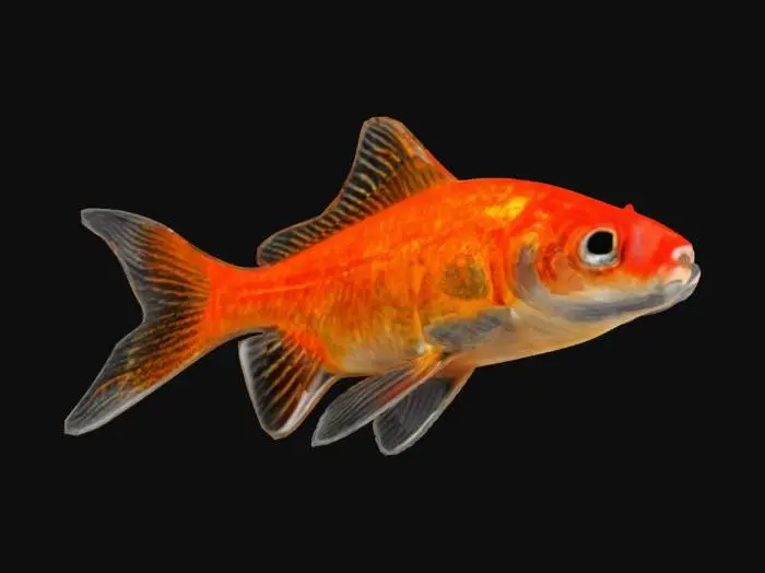 3D model for Goldfish