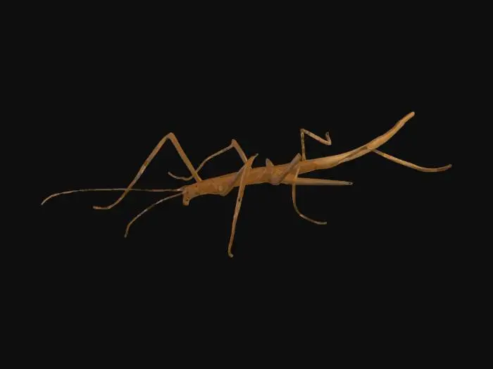 3D model for Stick Bug Discovery
