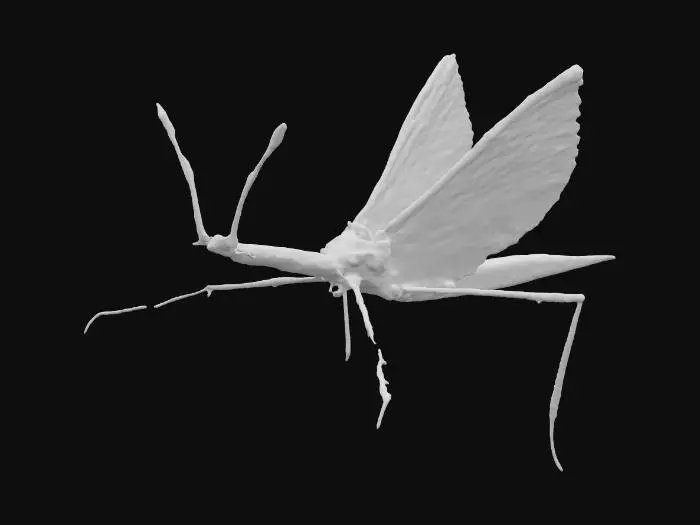 3D model for Leaf Mimic Moth