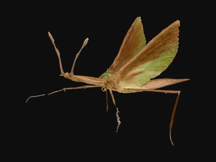 3D model for Leaf Mimic Moth