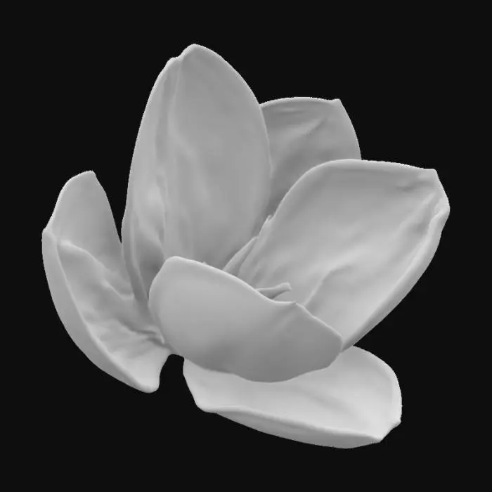 3D model for Tulipa WF