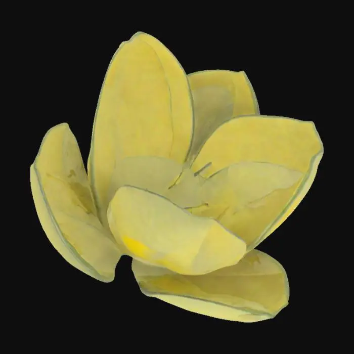 3D model for Tulipa WF