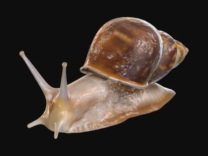 3D model for Snail's Journey, #villain#