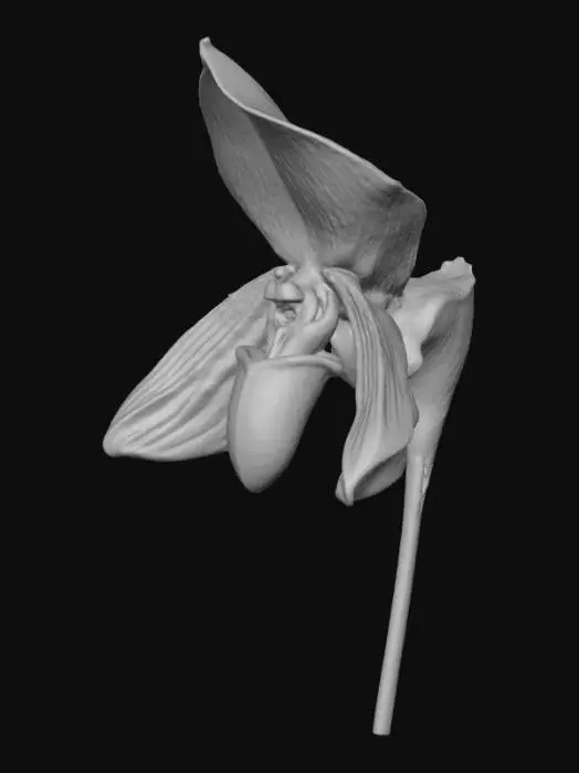 3D model for Enigmatic Orchid