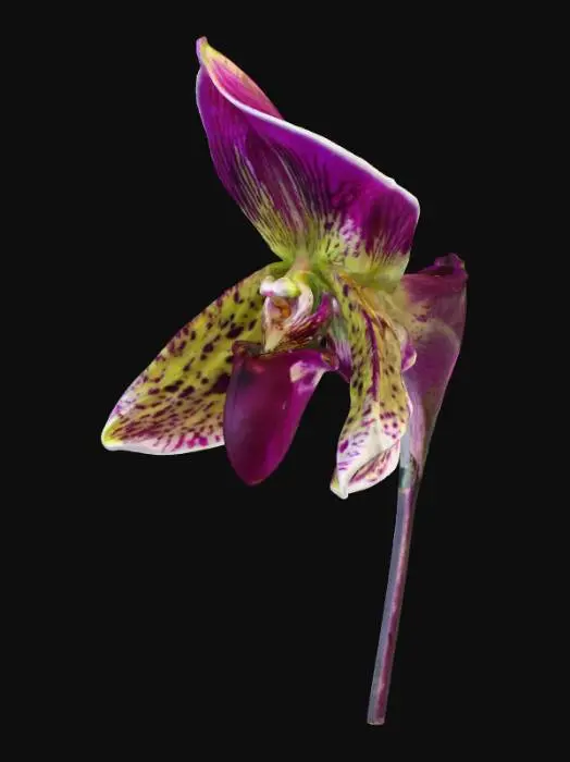 3D model for Enigmatic Orchid