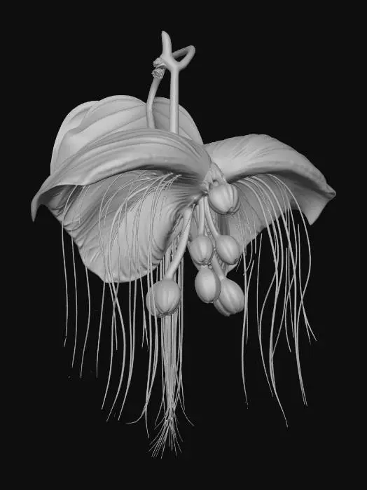 3D model for Black Bat Flower