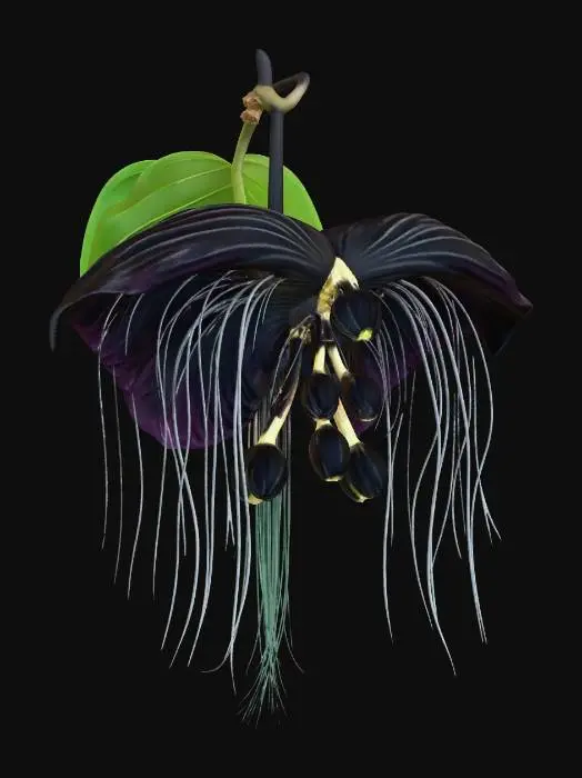3D model for Black Bat Flower