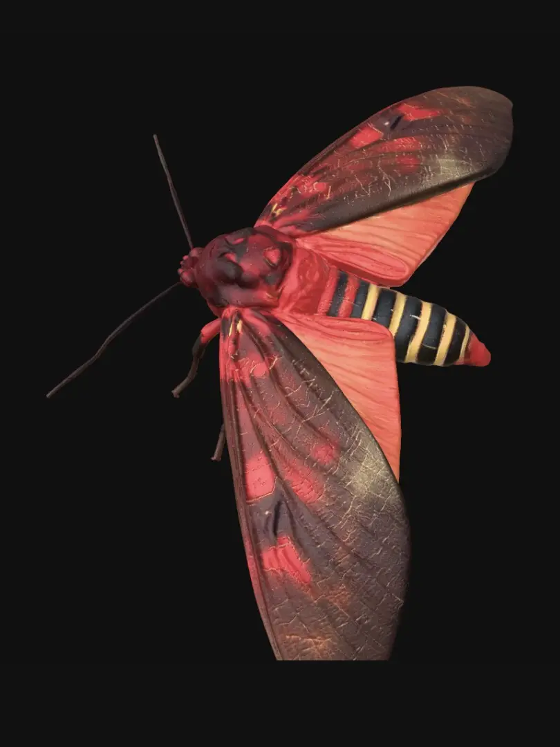 moth