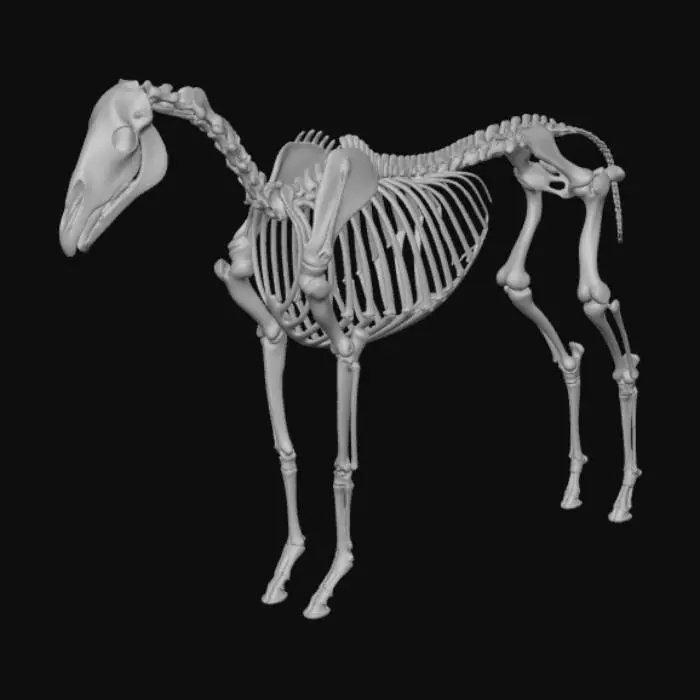 3D model for Equine Anatomy