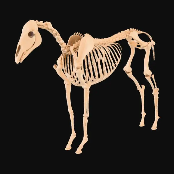 3D model for Equine Anatomy