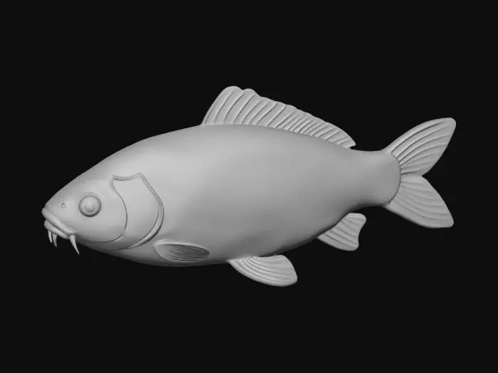 3D model for carp 1bit