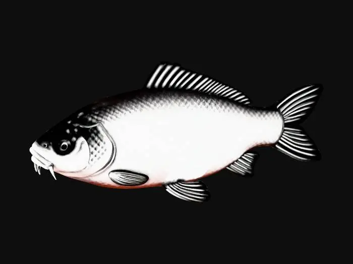 3D model for carp 1bit