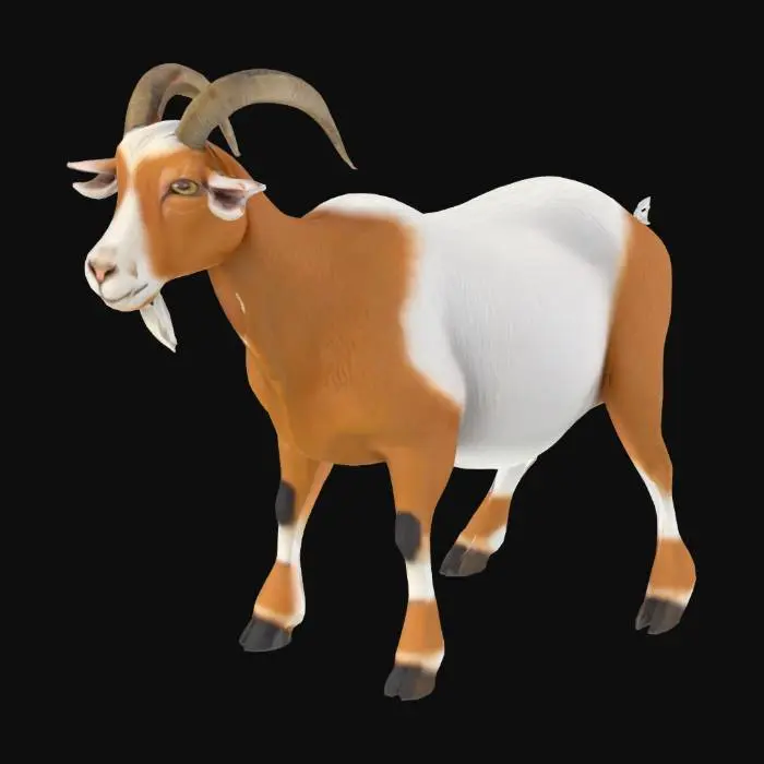 3D model for GOAT 3D MODLE