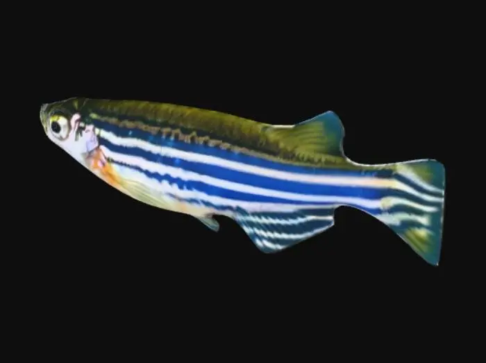 3D model for zebrafish
