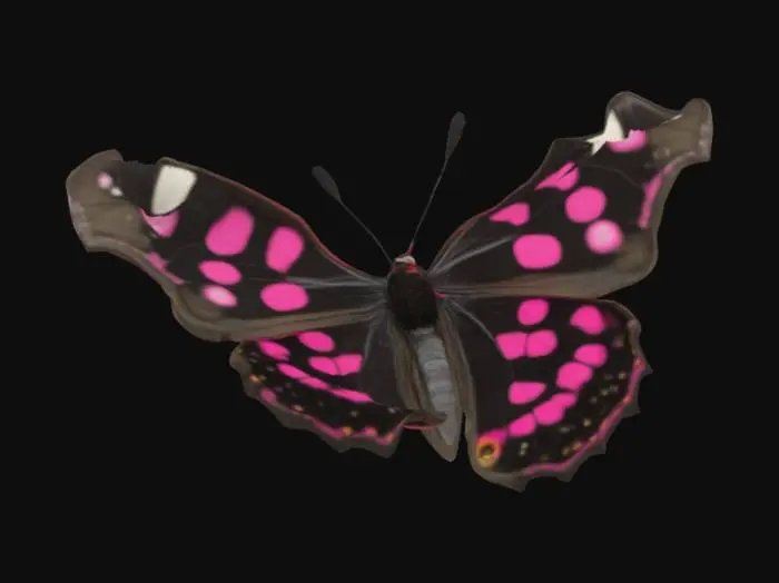 3D model for a black and pink polka-dot butterfly
