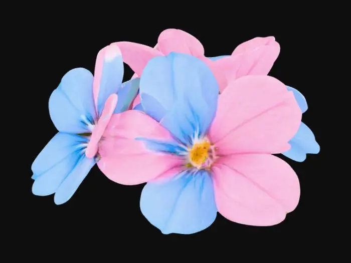3D model for Pretty clump of forget-me-not flowers pink and blue on a pure white background 