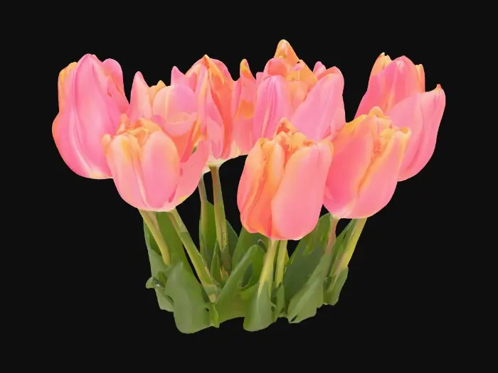 3D model for hyper realistic tulips in bright pink, orange, red centered on a pristine white background 