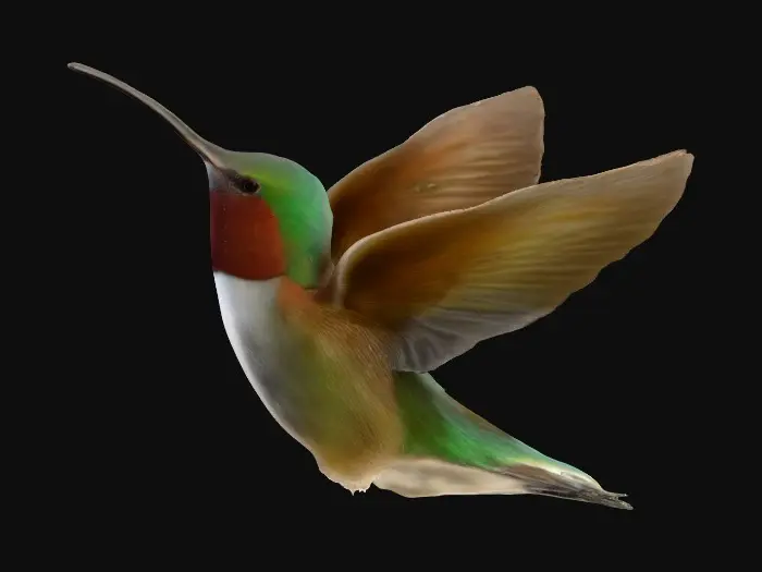 3D model for Hummingbird in Flight