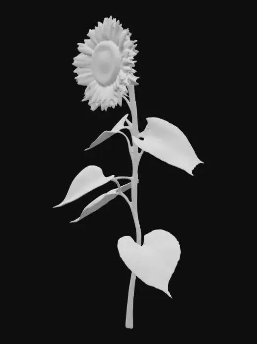3D model for Sunflower on stem with 3 leaves on a pure white background 