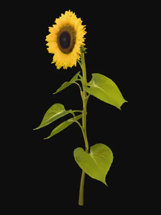 3D model for Sunflower on stem with 3 leaves on a pure white background 