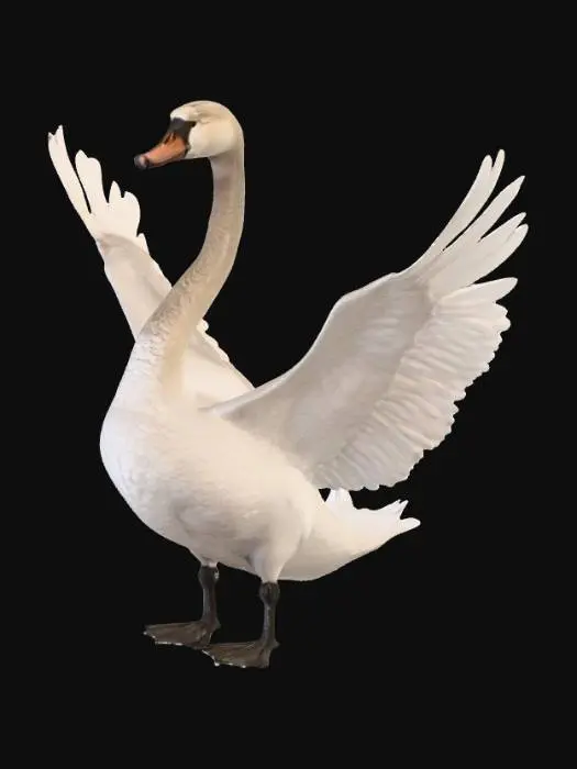 3D model for Beautiful muted Swan. Regal stance with wide open wings with large highly detailed feathers. Hyper-realistic , #PBR# 