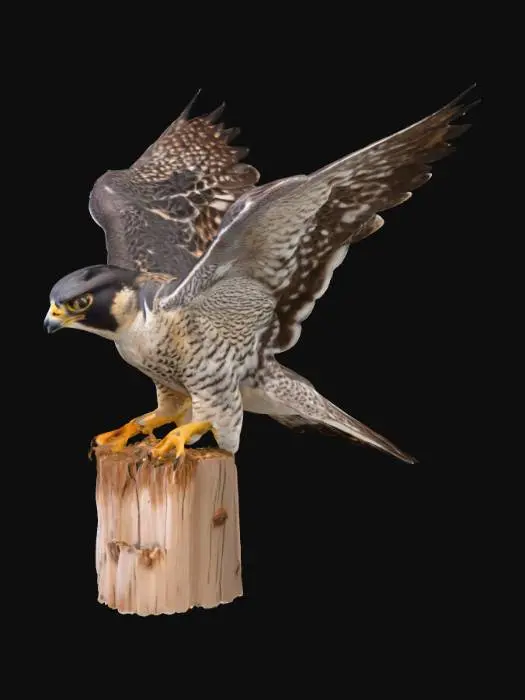 3D model for Blue peregrine falcon landing on a wooden post. High definition detailing to its feathers, hyper-realistic with outstretched wings #pbr#