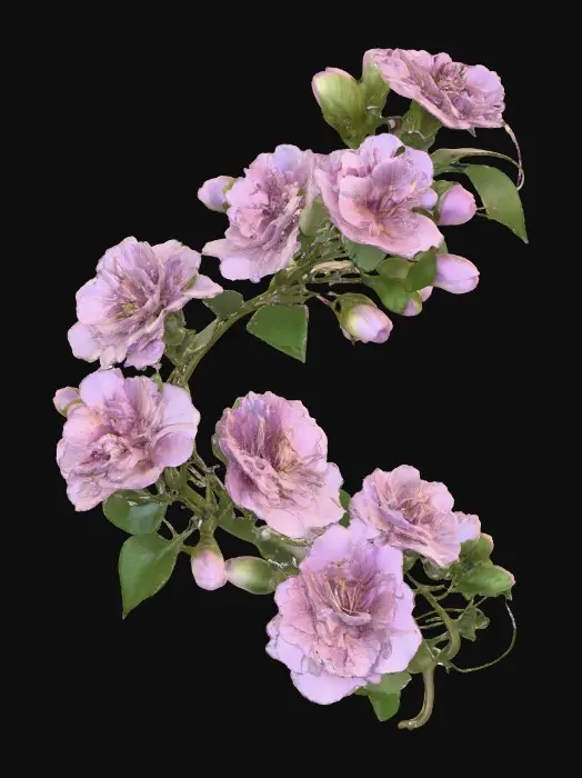 3D model for Blossom Arc