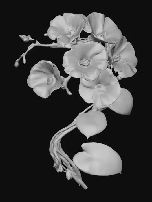 3D model for Morning Glory Symphony