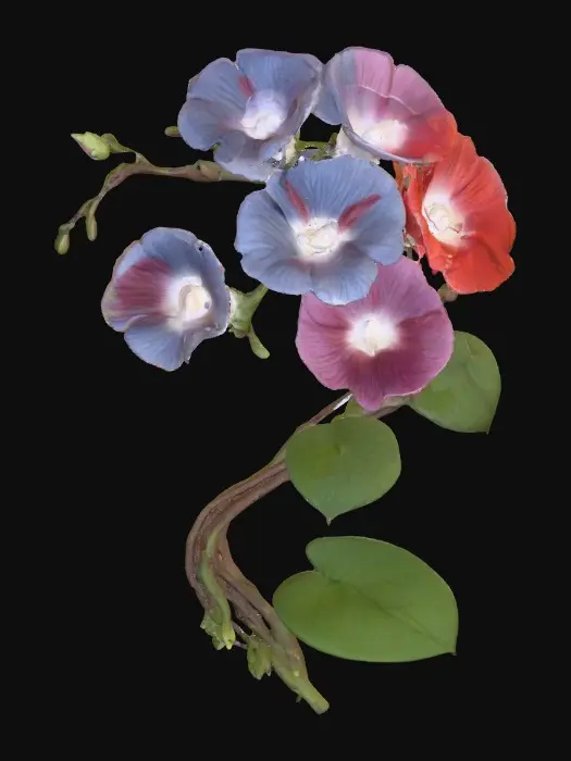 3D model for Morning Glory Symphony