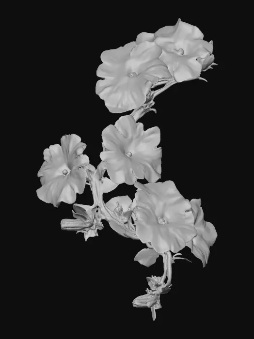 3D model for Crimson and White Petunias