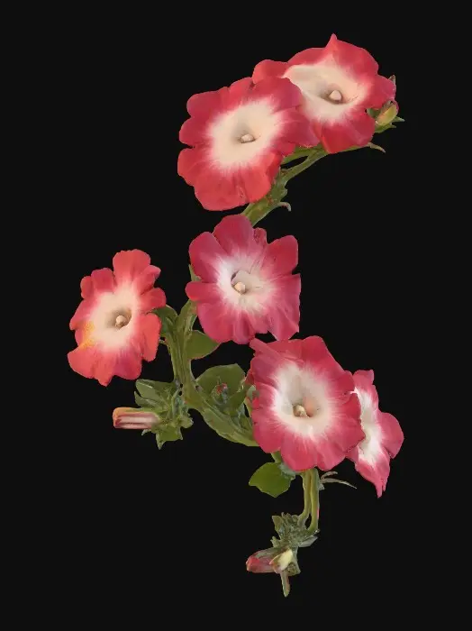 3D model for Crimson and White Petunias