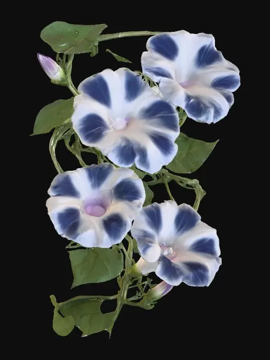 3D model for Morning Glory Symphony