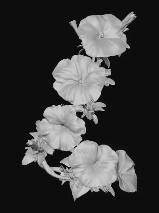 3D model for Candy Stripe Blooms