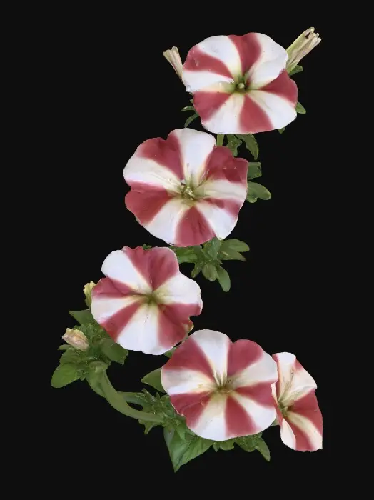3D model for Candy Stripe Blooms