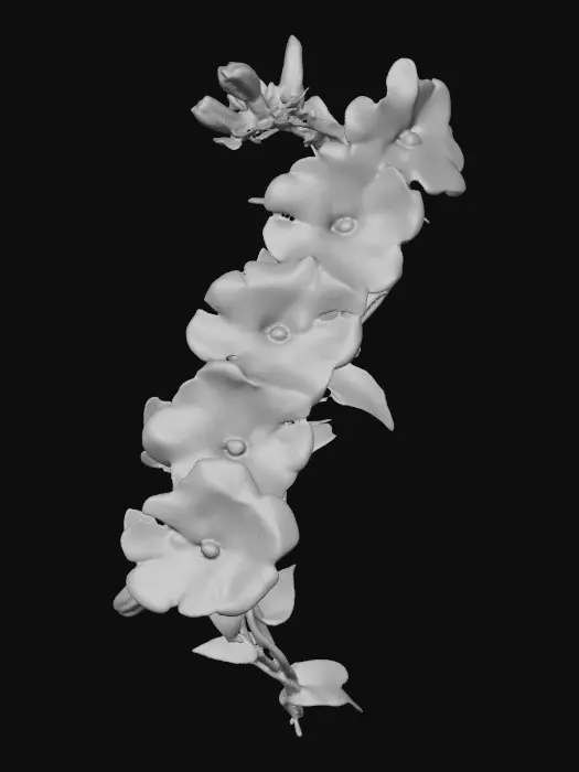 3D model for Scarlet Symphony