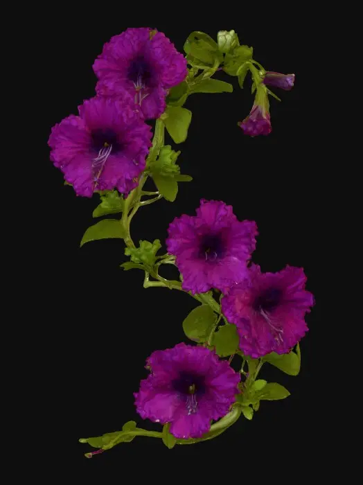 3D model for Petal Symphony