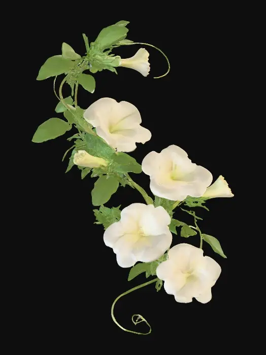 3D model for Petunia Elegance