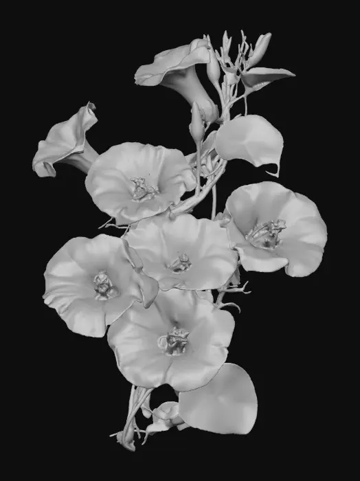 3D model for Morning Glory Blooms