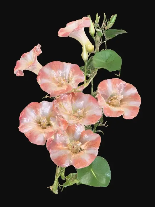 3D model for Morning Glory Blooms