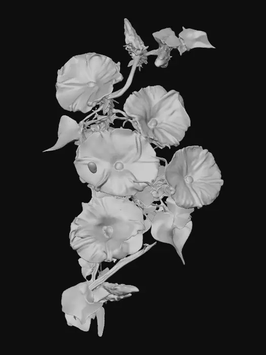 3D model for Morning Glory Symphony