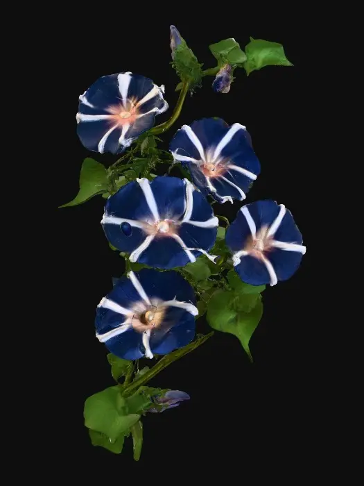 3D model for Morning Glory Symphony